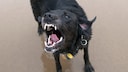Labrador Shows Teeth