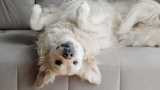 Large white retriever lies upside down on the sofa