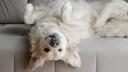 Large white retriever lies upside down on the sofa