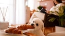 A small dog swipes a croissant from the table