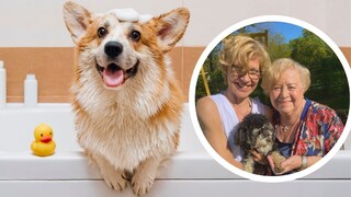 Collage of a corgi in the bathtub and Margot Schmitt with her daughter and poodle (circle)