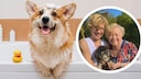 Collage of a corgi in the bathtub and Margot Schmitt with her daughter and poodle (circle)