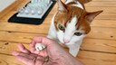 Remo Doesn't Score Well on the "Cat IQ Test"