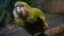 Kākāpō in Its Natural Habitat
