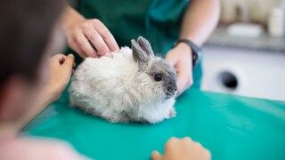Boy with His Rabbit at the Veterinarian