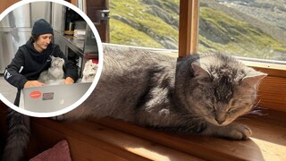 Cat Emil Collage, sleeping in the window and on the lap of the hut keeper