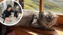 Cat Emil Collage, sleeping in the window and on the lap of the hut keeper