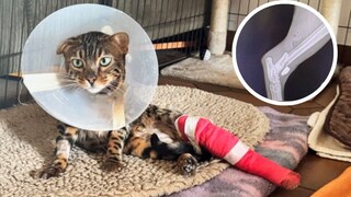 Cat Nando with a bandaged leg and a neck collar