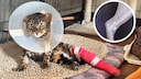 Cat Nando with a bandaged leg and a neck collar