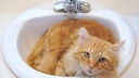 Orange Cat Lies in the Sink