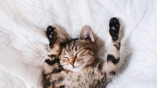 Cat Lies on Its Back and Sleeps