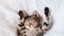 Cat Lies on Its Back and Sleeps