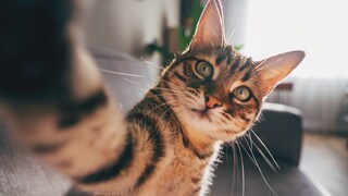 Cat Takes a Selfie