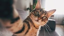 Cat Takes a Selfie