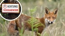 According to a study, the number of fox tapeworm cases is rising in Europe.