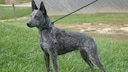The Australian Stumpy Tail Cattle Dog nearly went extinct.