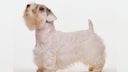 The Sealyham Terrier exhibits many typical traits commonly associated with terriers. These include boldness and fearlessness, while generally being friendly toward people.