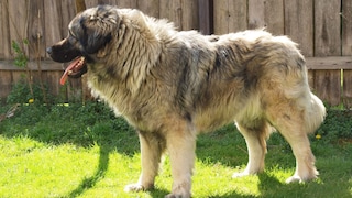 The Šarplaninac is a livestock guardian dog with strong principles.