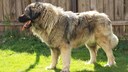 The Šarplaninac is a livestock guardian dog with strong principles.