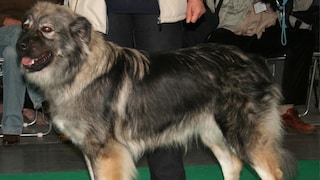 The Karst Shepherd is an ancient livestock guardian dog with Slovenian roots.