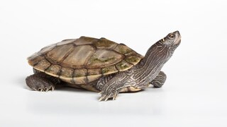 Spiny Turtle (isolated image)