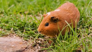 A guinea pig sits on the lawn, eating grass.