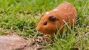 A guinea pig sits on the lawn, eating grass.