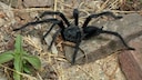 New Tarantula Species Satyrex ferox