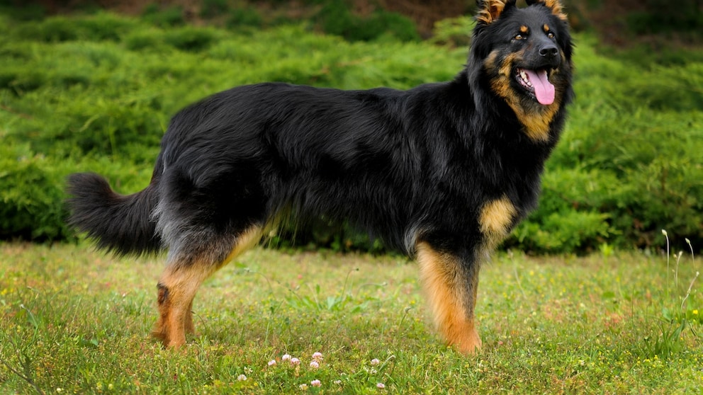 Chodský pes, also known as the Bohemian Shepherd, on a meadow