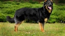 Chodský pes, also known as the Bohemian Shepherd, on a meadow
