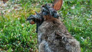Florida cottontail rabbit (Sylvilagus floridanus) infected with the Shope papilloma virus
