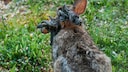 Florida cottontail rabbit (Sylvilagus floridanus) infected with the Shope papilloma virus