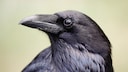 Portrait of a Crow