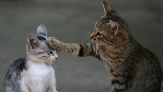Hierarchy Among Cats: One Cat Places Its Paw on the Head of Another, Younger Cat