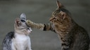 Hierarchy Among Cats: One cat places its paw on the head of another, younger cat.