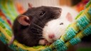 Rats cuddle together in a hammock