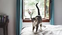 Cat with Raised Tail Walks Across a Bed