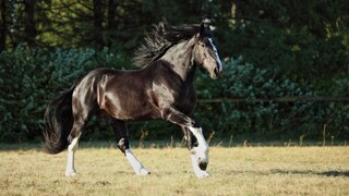 Black Shire horse galloping in a meadow