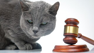 A cat sits next to a gavel.