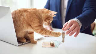 Cat Sits on Landlord's Table and Plays with Apartment Keys