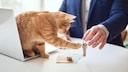 Cat Sits on Landlord's Table and Plays with Apartment Keys
