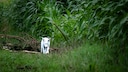 White Fox in Munich County