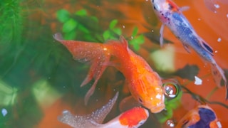 Goldfish with White Spot Disease