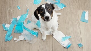 Puppy Sits on Floor with Destroyed Puppy Pads
