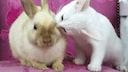 A cat sniffs a rabbit