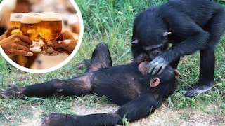 Monkey lies on the ground, another monkey leans over him. Beer is edited in at the top left.