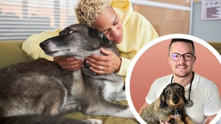 Fearful Dogs at the Vet: Expert Advice