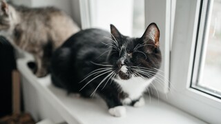 Blind Cat Without Eyes