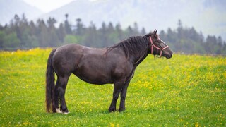 Stock image of a horse in a buttercup meadow