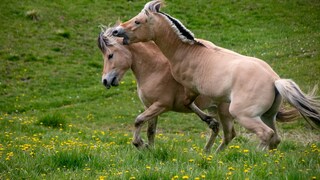 Two fjord horses galloping and playfully teasing each other on a green pasture